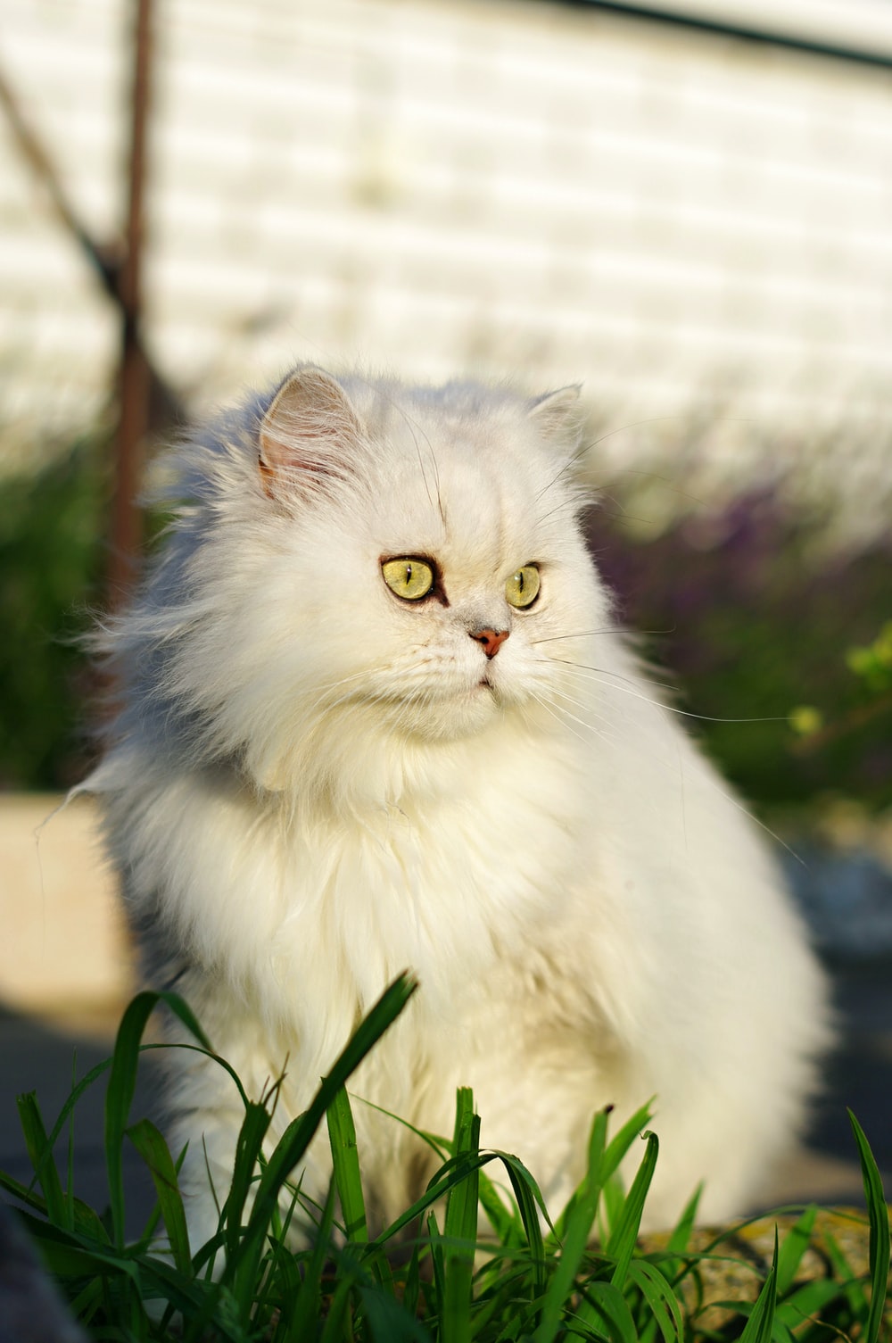 Persian Cat Picture. Download Free Image