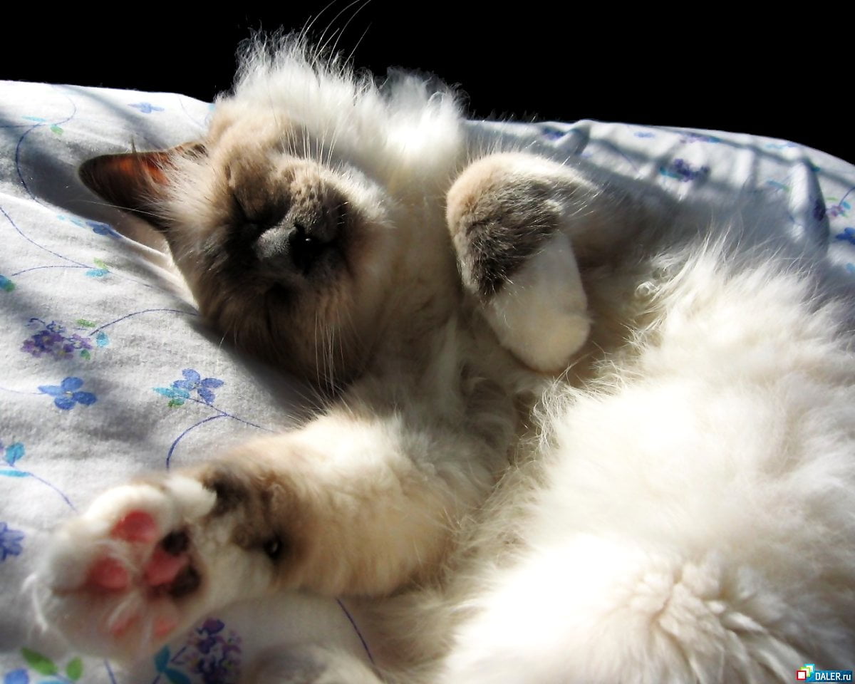 Himalayan cat wallpaper HD. Download Free background