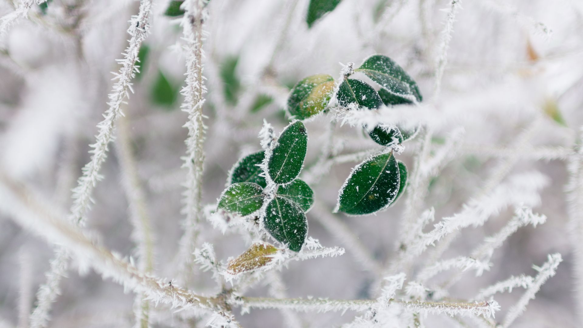 Desktop Wallpapers Tree Branch, Frost, Winter, Leaves, Hd Image, Picture, Background, Uceklg