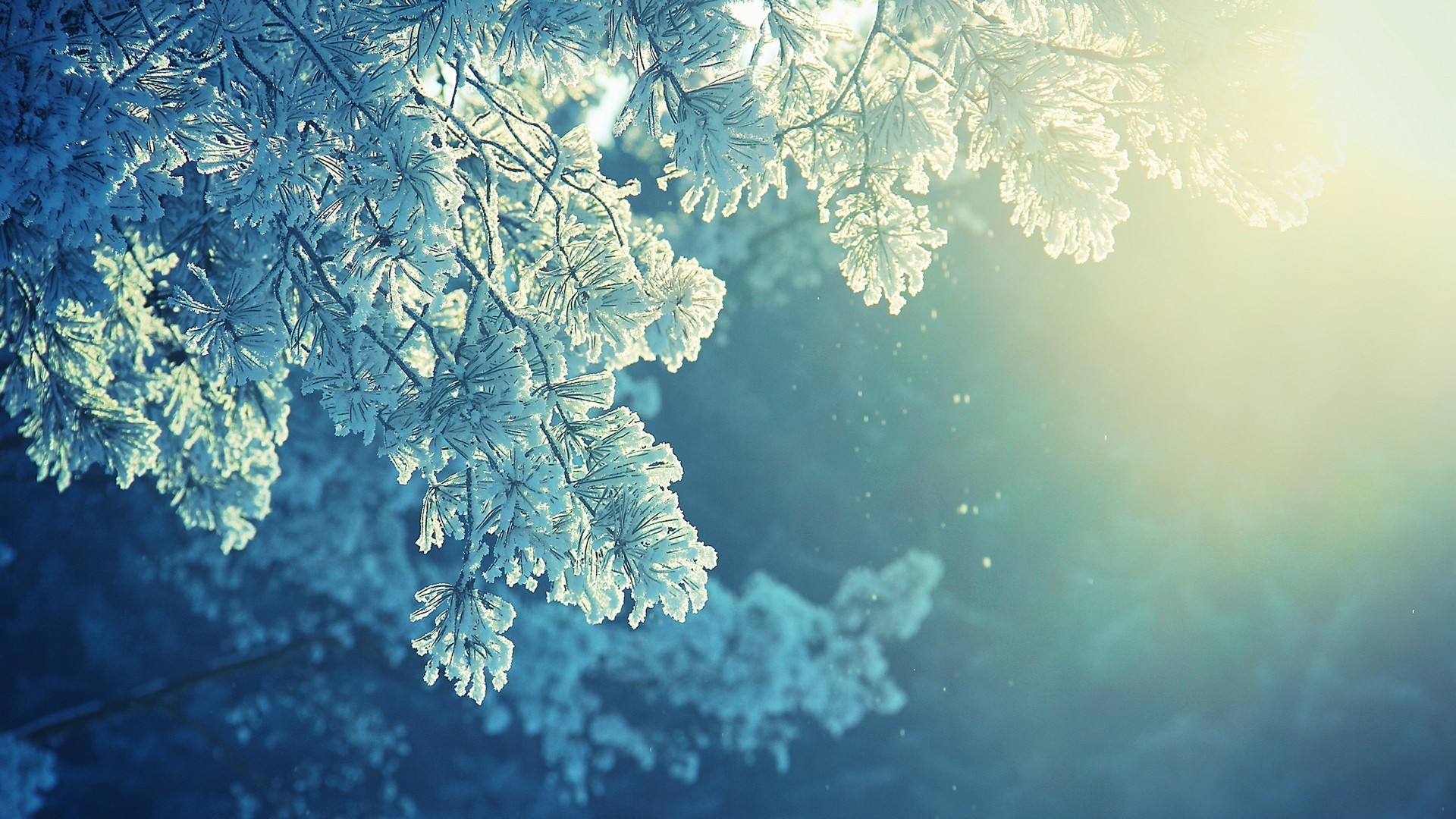 Wallpapers : sunlight, trees, water, nature, reflection, sky, snow, winter, branch, blue, ice, cold, frost, Freezing, light, tree, leaf, flower, season, atmospheric phenomenon, woody plant 1920x1080