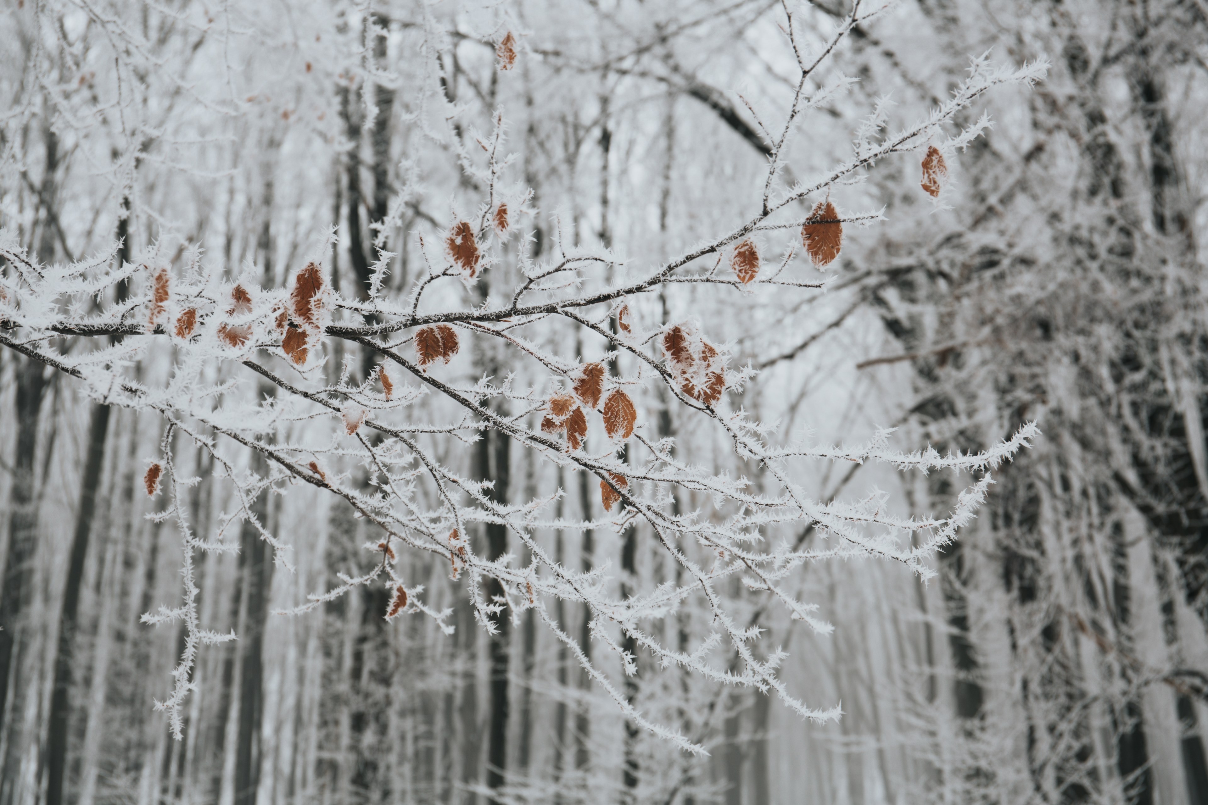 Wallpapers ID: 230791 / a few brown leaves hang on the branches of trees covered in winter frost, frosted leaves on trees 4k wallpapers
