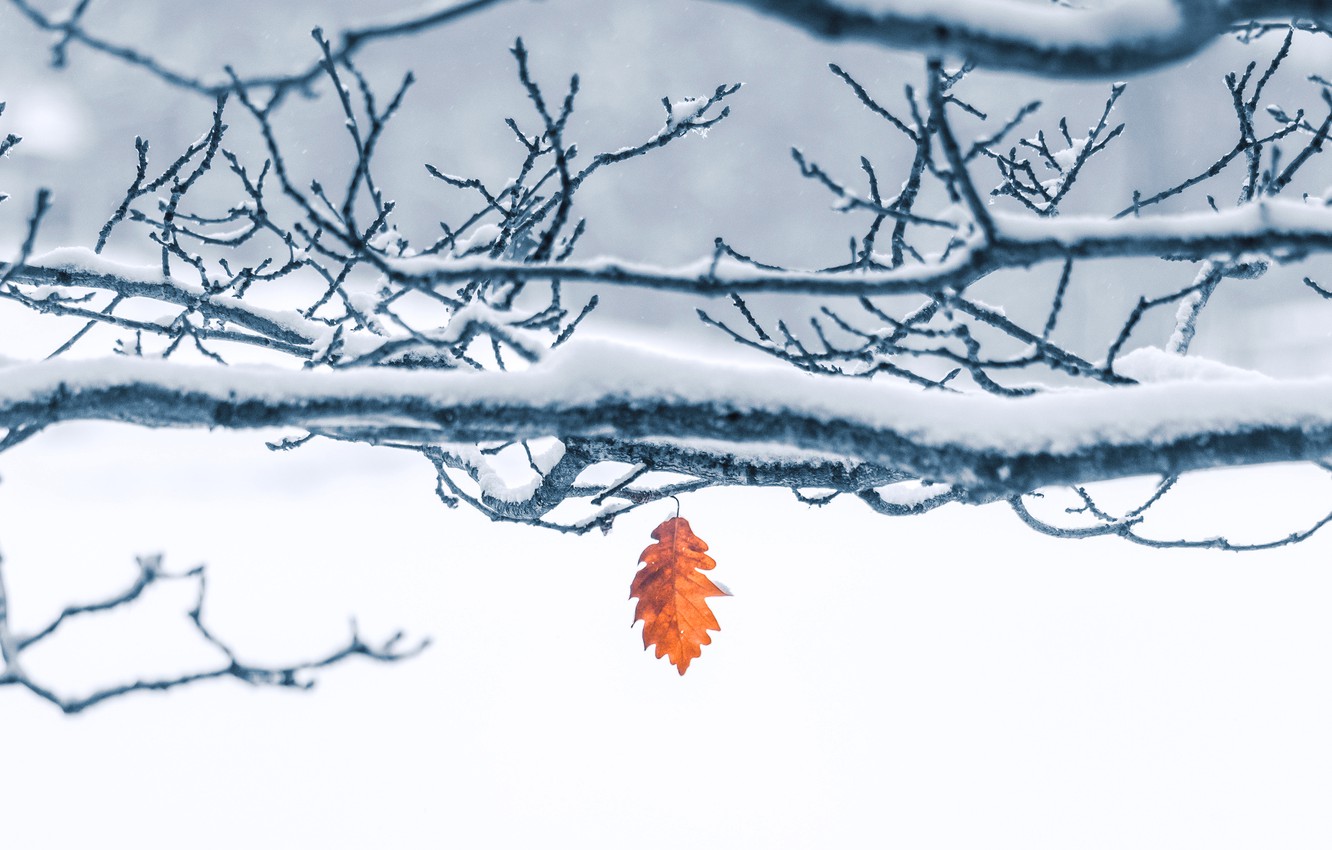 Wallpapers winter, frost, snow, branches, nature, tree, one, leaf, red, light background, snowy, oak, autumn leaf image for desktop, section природа