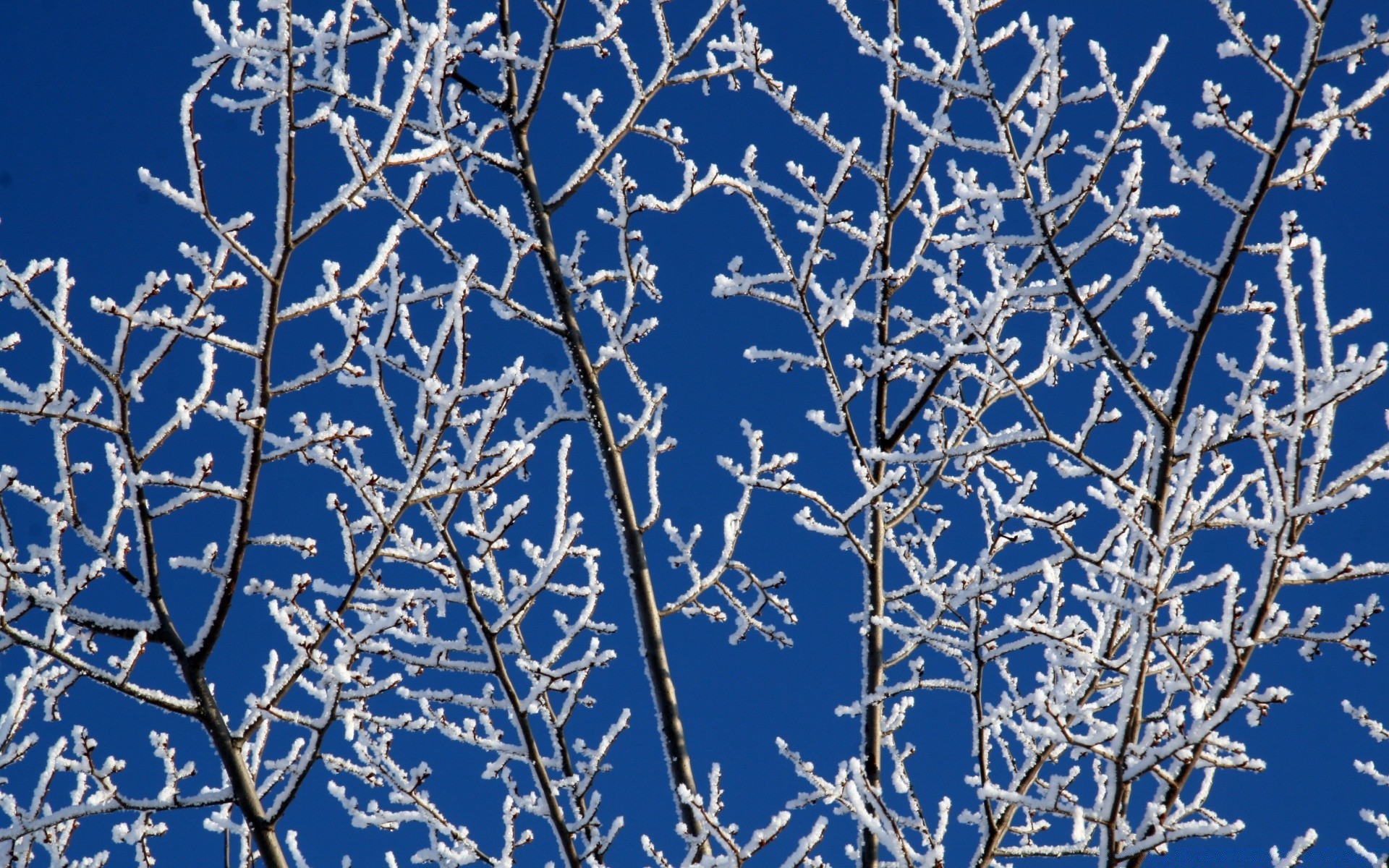 Snowy Tree Branches