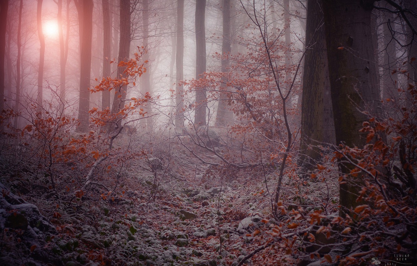 Wallpapers winter, frost, trees, branches, nature, fog, gloomy forest, the dry leaves image for desktop, section природа