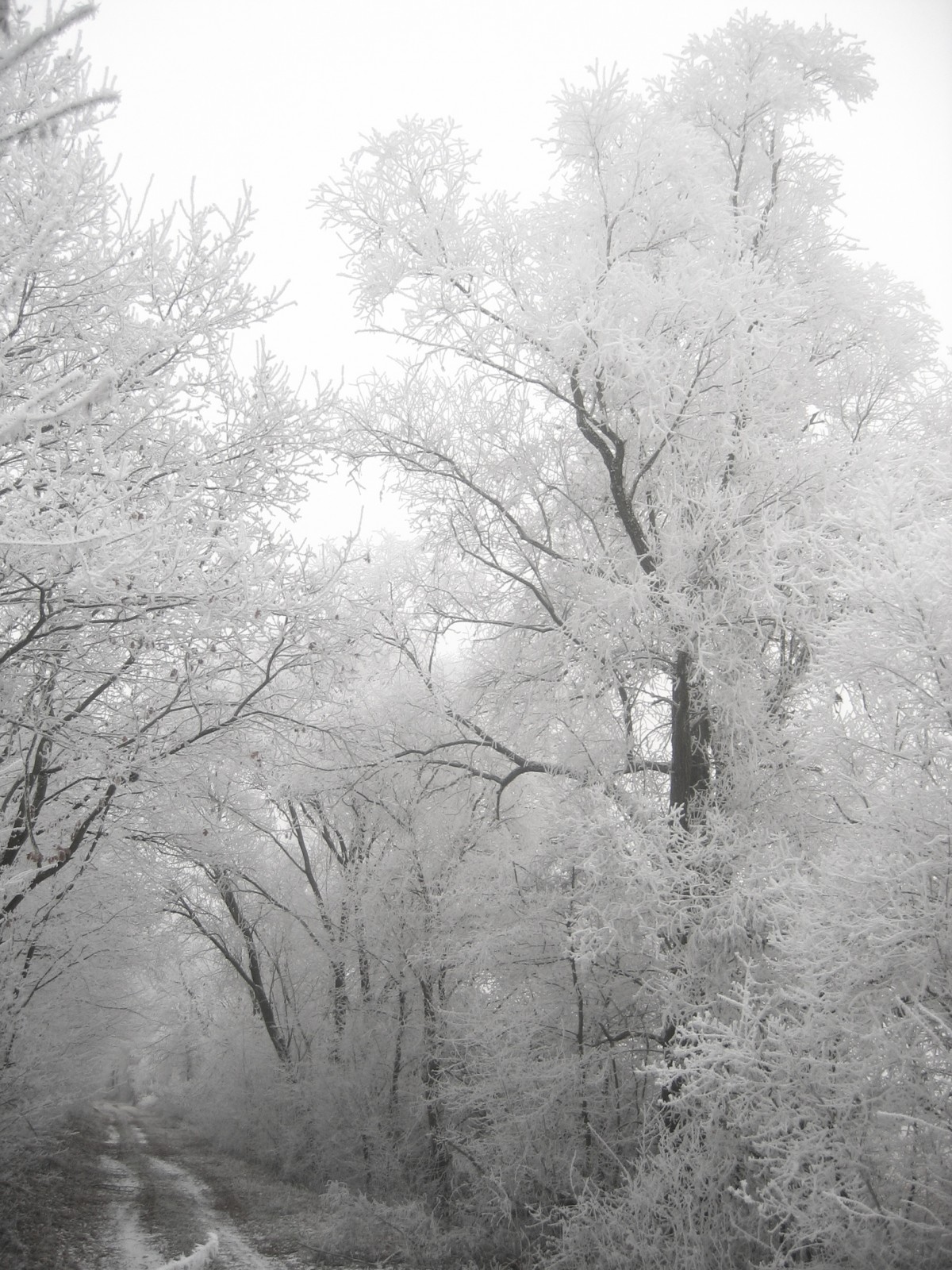 Free Image : tree, nature, forest, branch, cold, black and white, fog, mist, flower, frost, atmosphere, ice, weather, frozen, season, leaves, branches, blizzard, hoarfrost, freezing, winter time, monochrome photography, atmospheric phenomenon, woody