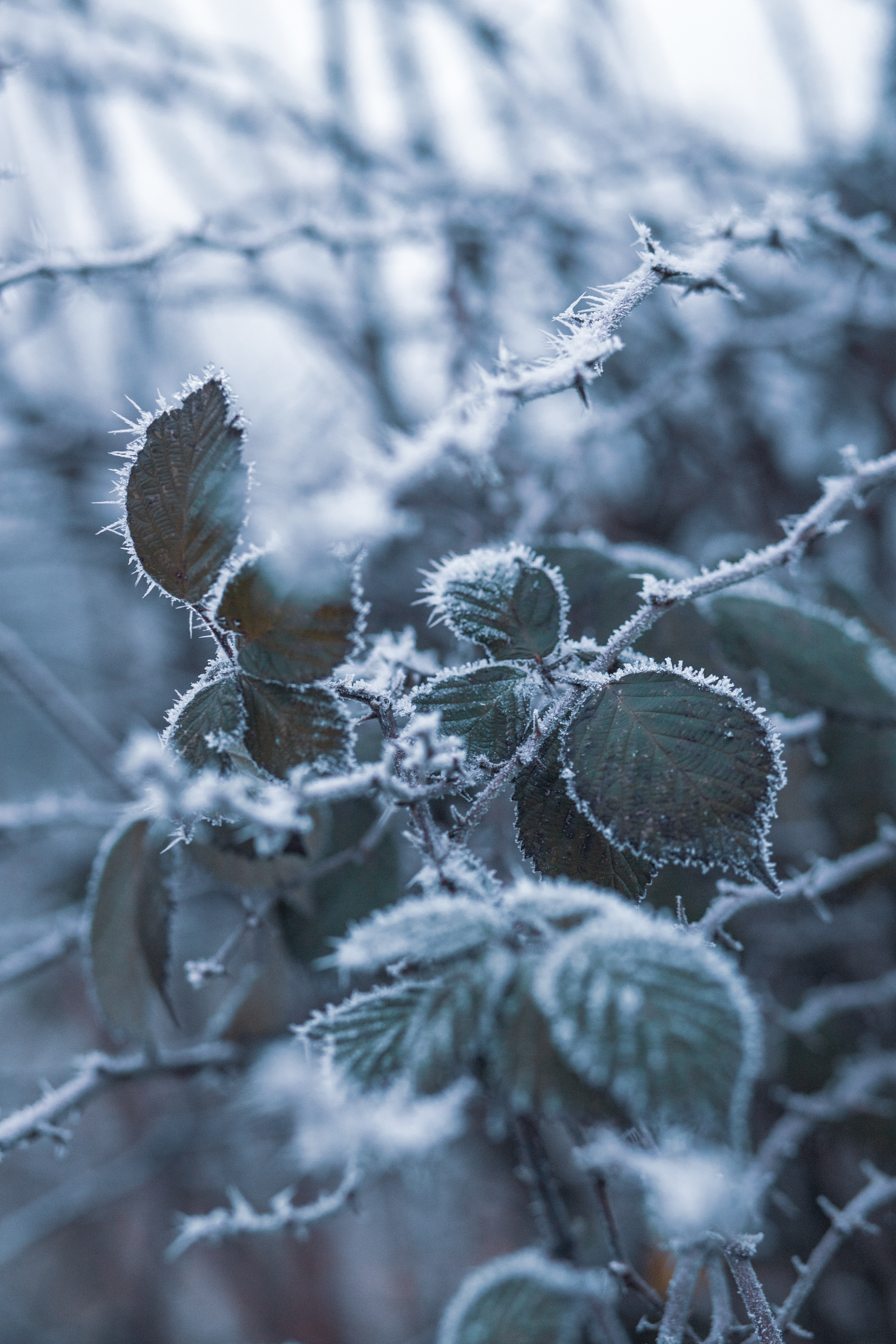 Leaves With Snow Frost · Free Stock Photo