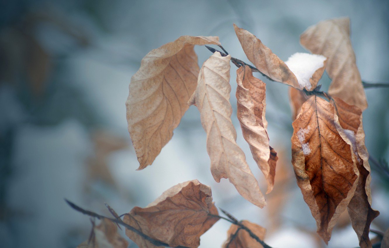 Frosted Autumn Leaves Wallpapers posted by Samantha Simpson