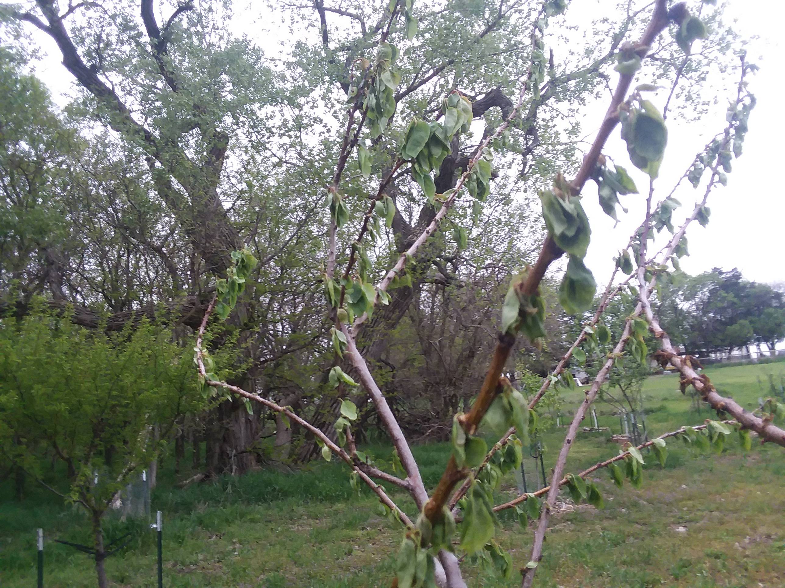 What's harming my apricot tree?