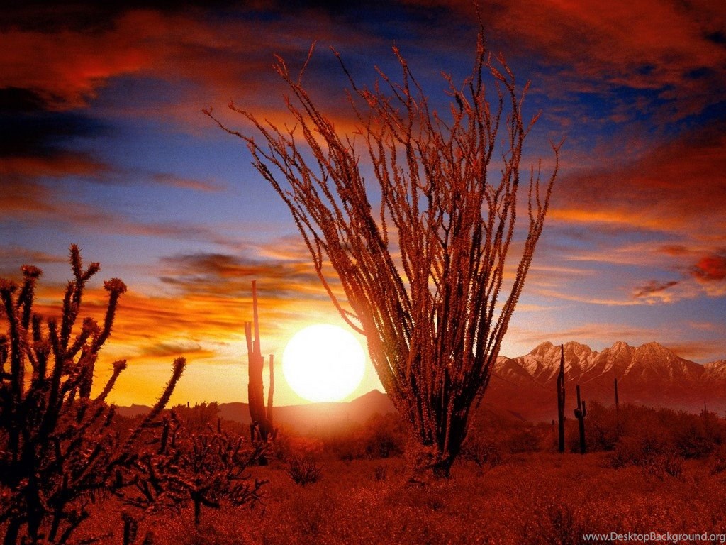 Ocotillo, Sonora Desert, Arizona < Nature < Life < Desktop Wallpapers Desktop Backgrounds