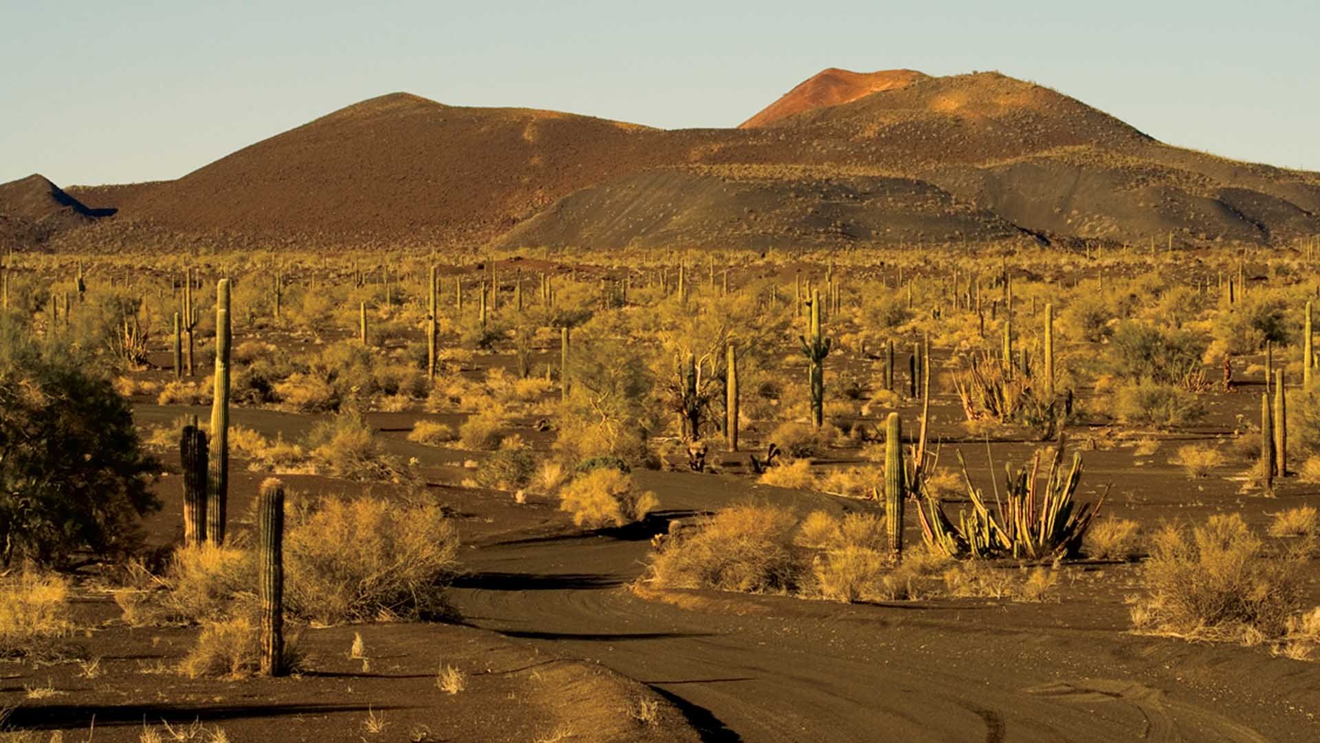 desierto, Sonora, Estados, Unidos, America Wallpapers HD / Desktop and Mobile Backgrounds