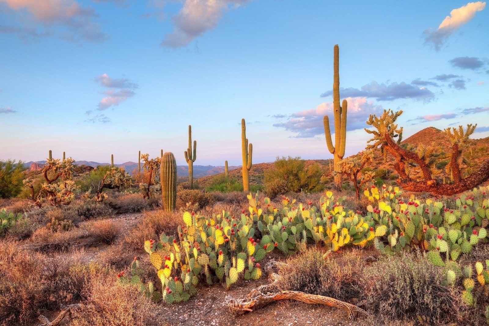 Sonoran Desert Wallpapers and Backgrounds Image