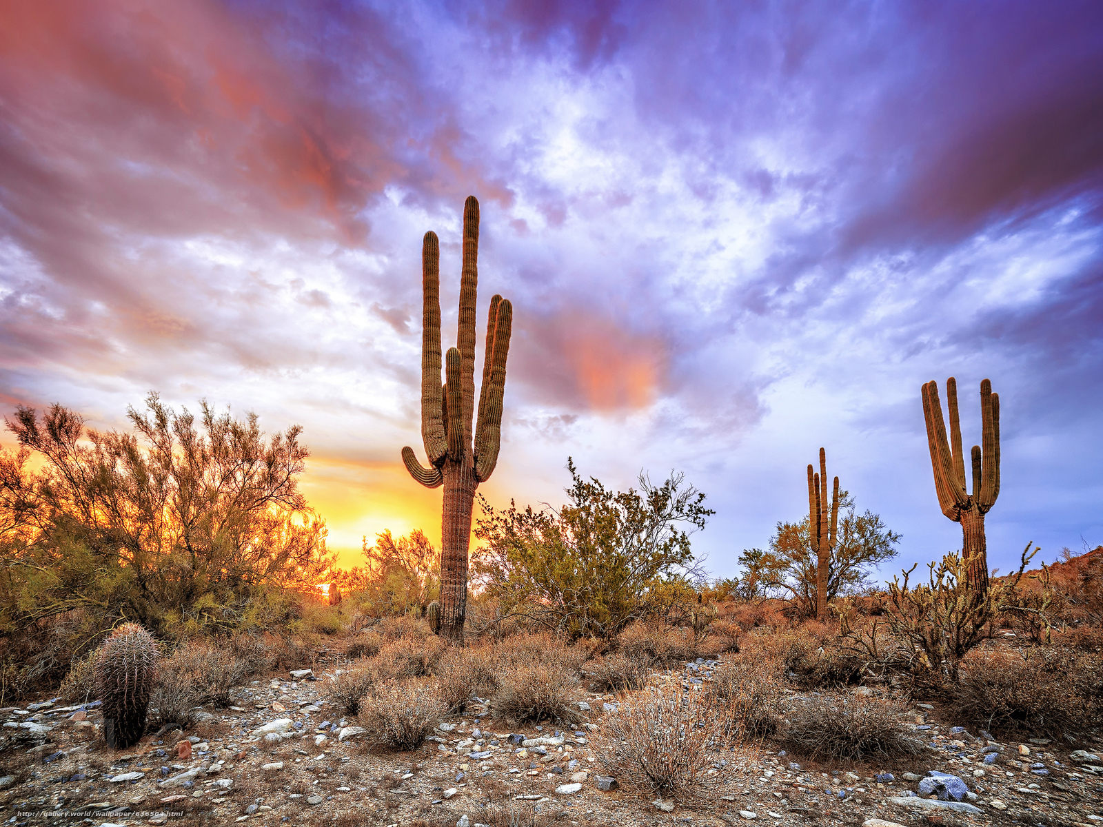 Download wallpapers sunset, Sonoran Desert, Arizona, landscape free desktop wallpapers in the resolution 2048x1536