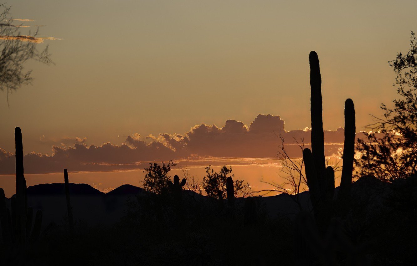 Wallpapers desert, cactus, silhouette, AZ, USA, Sonora, Tucson image for desktop, section пейзажи