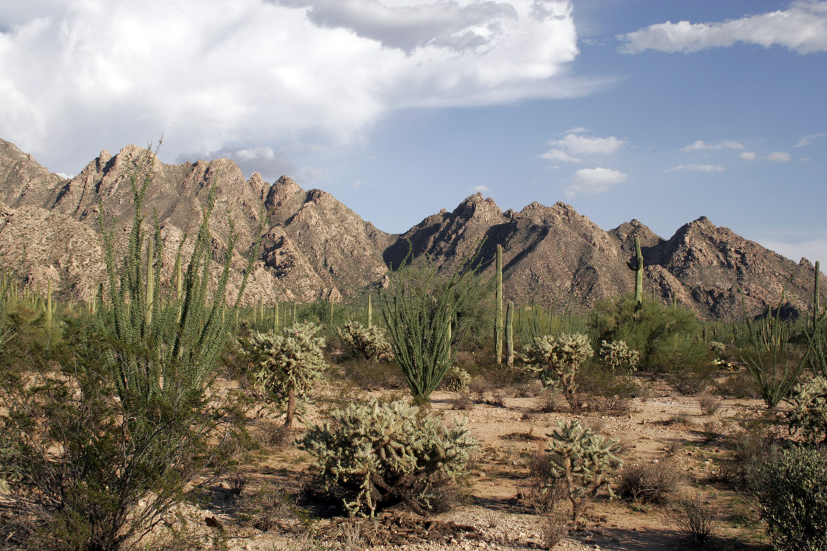 File:Sonora Desert 2007.jpg