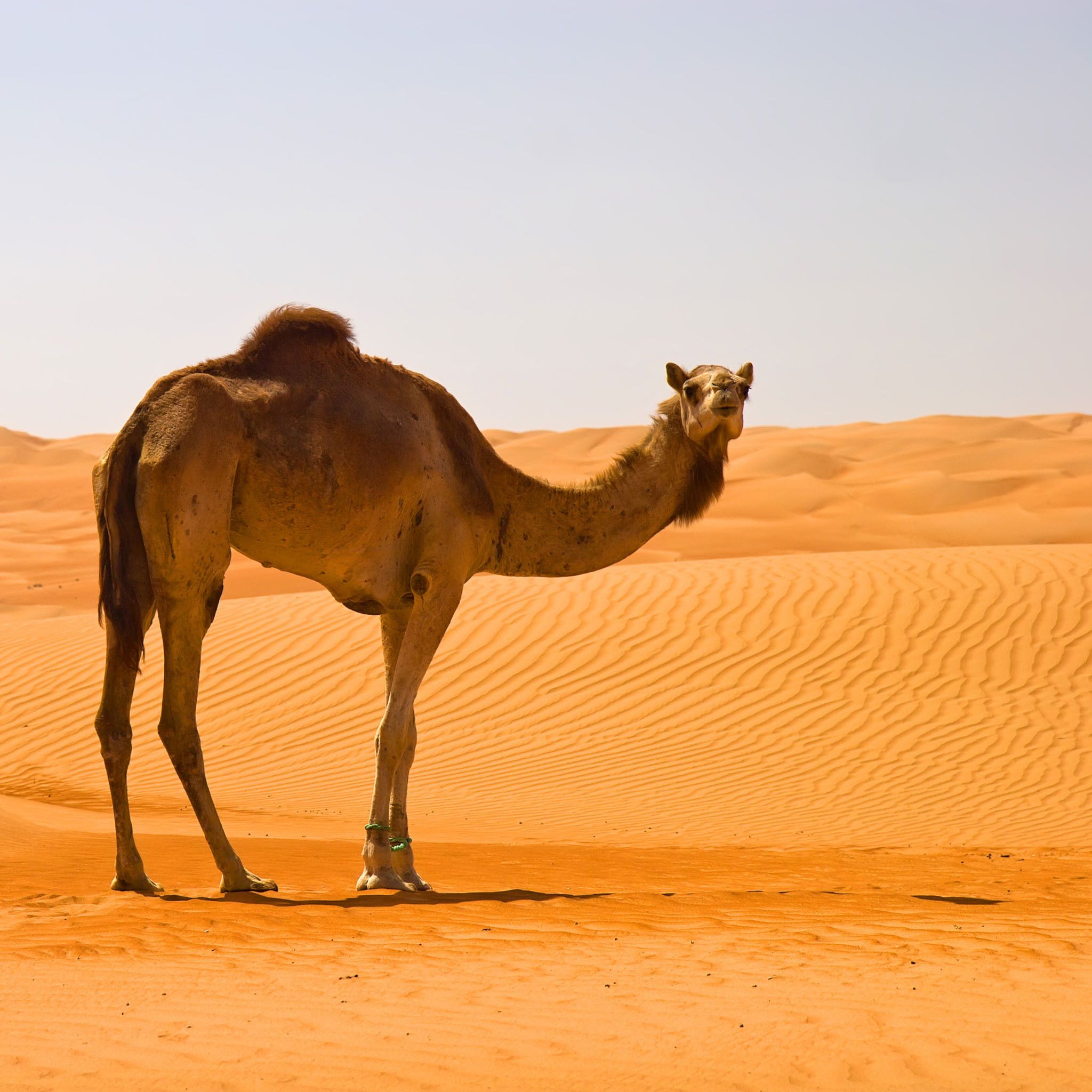Camel HD Wallpapers