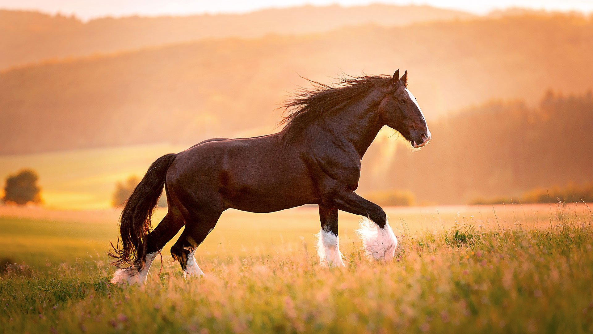 Shire Horse Background HD Wallpaper 79439