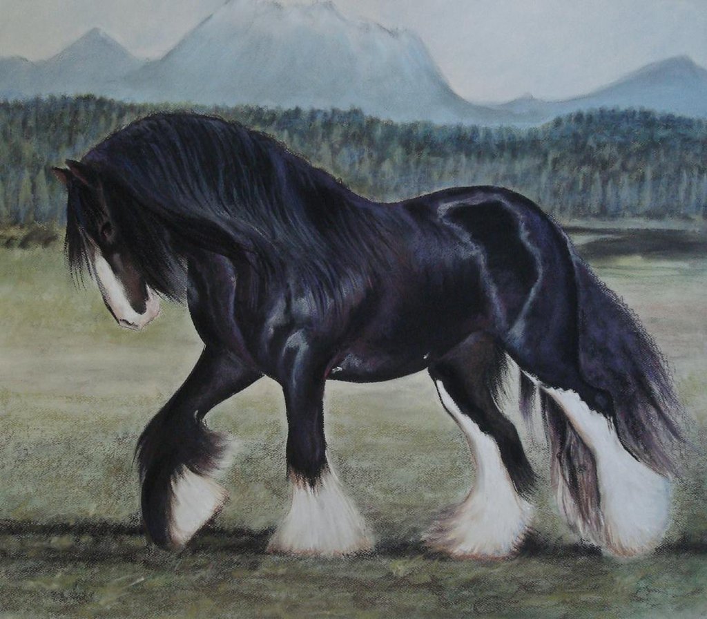 Shire Horse Widescreen Wallpaper 79456