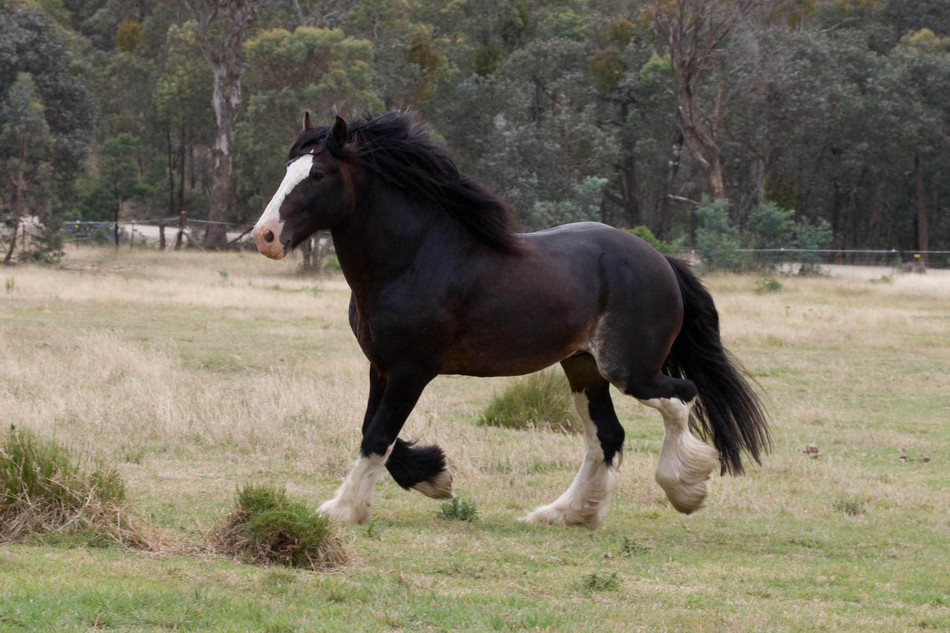 Shire Horse Background Wallpaper