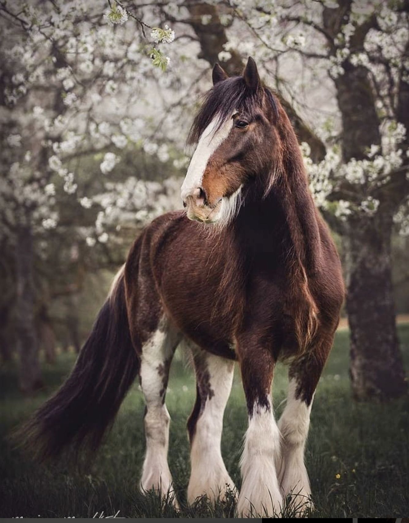 Clydesdale horse, heavy draft gentle giant. Clydesdale horses, Horse aesthetic, Horse breeds