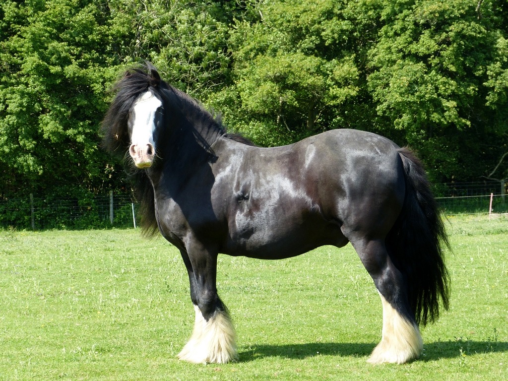 The slower you go the bigger your world gets • Shire horse The Shire horse is a breed of