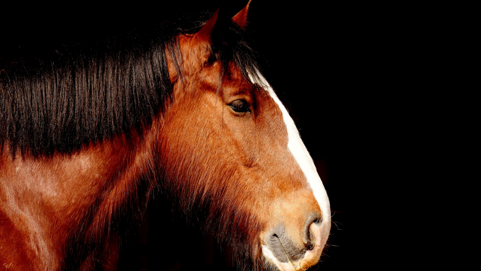 Desktop Wallpaper Shire Horse, Animal, Portrait, HD Image, Picture, Background, Hg5jhl