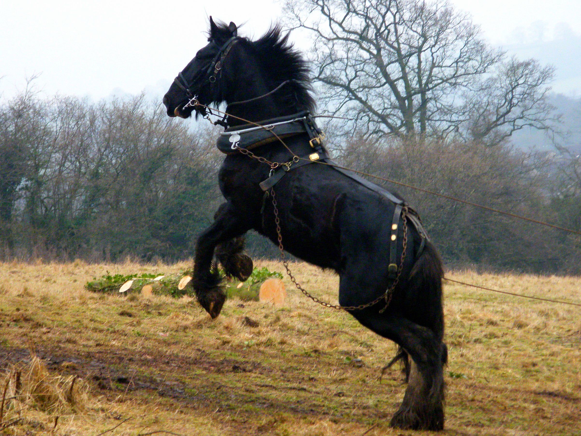 Horses, Shire horse, Different horse breeds