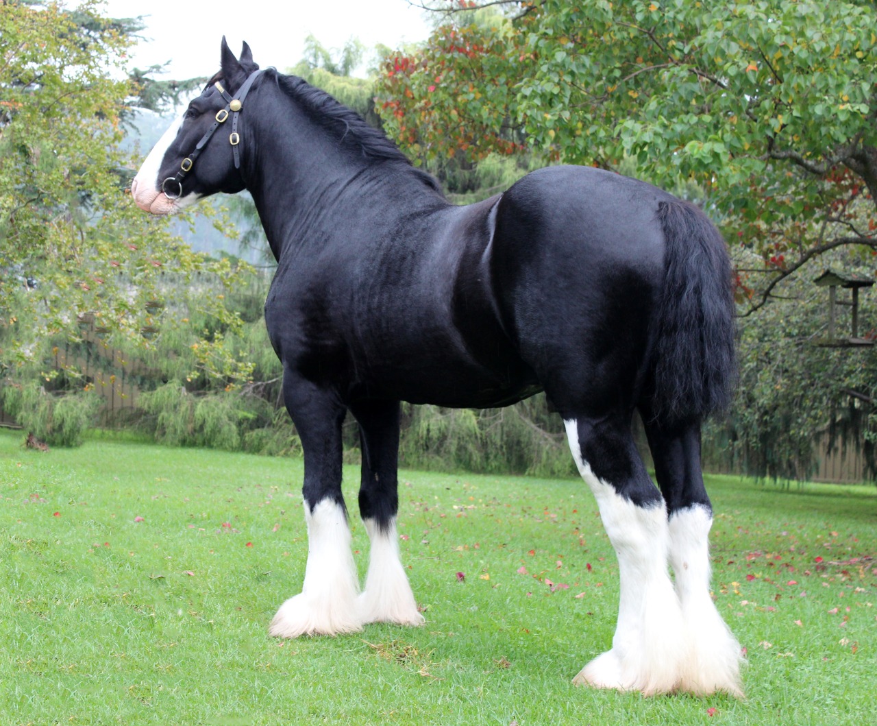 The slower you go the bigger your world gets • Shire horse The Shire horse is a breed of