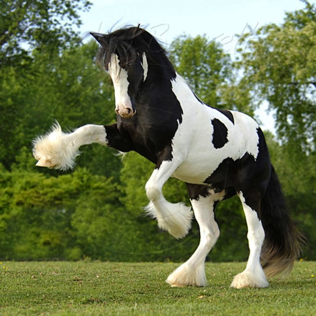 Clydesdale Horse Black And White