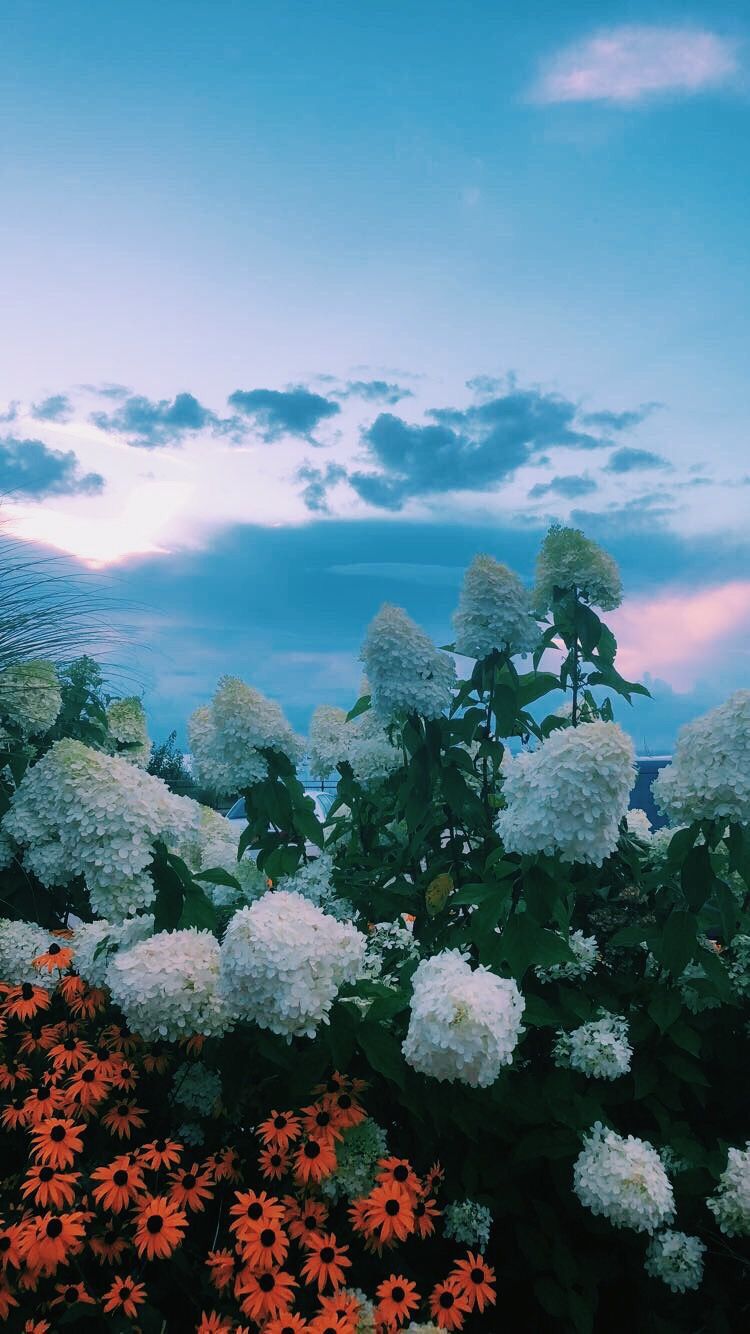 Aesthetic iPad Wallpaper