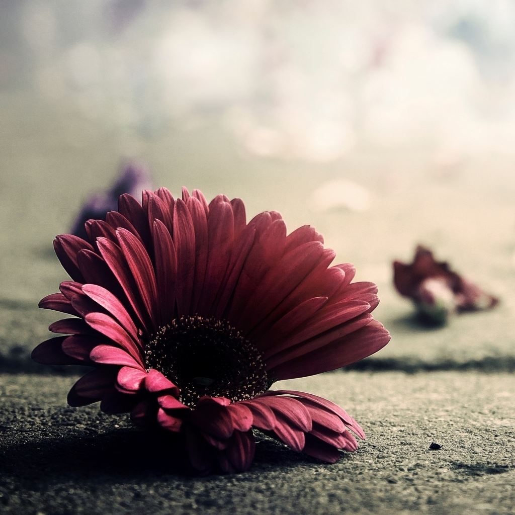 Best Macro iPad Wallpaper Free HD
