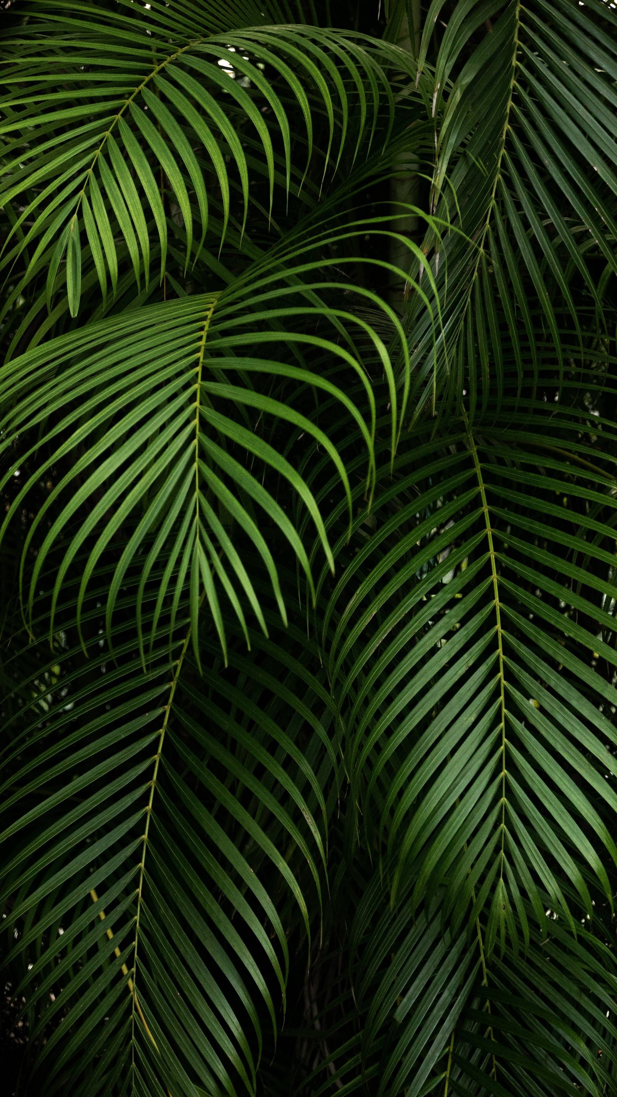 Plant Wallpaper