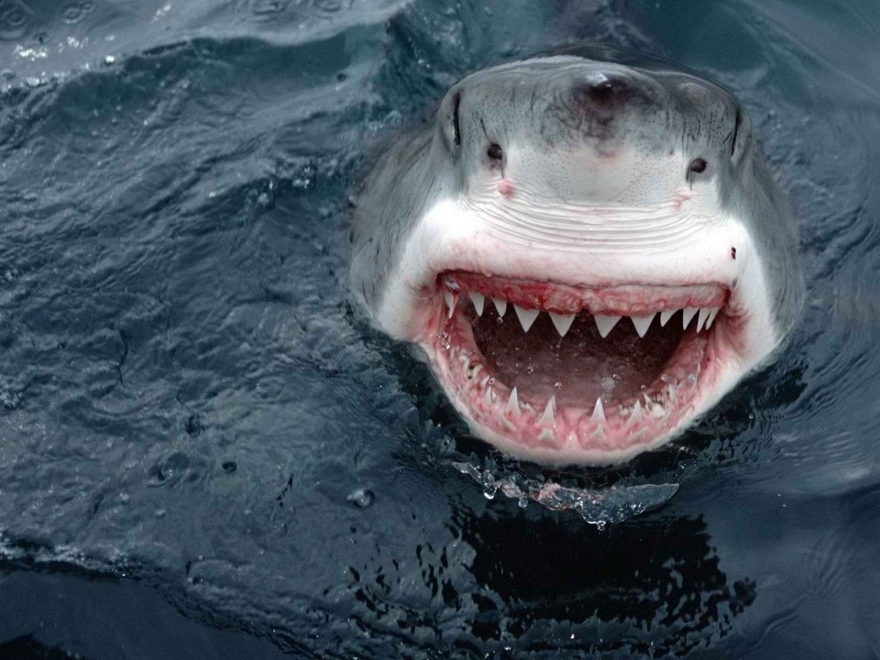 Free download white shark mouth wallpapers white shark mouth wallpapers white shark [1280x960] for your Desktop, Mobile & Tablet