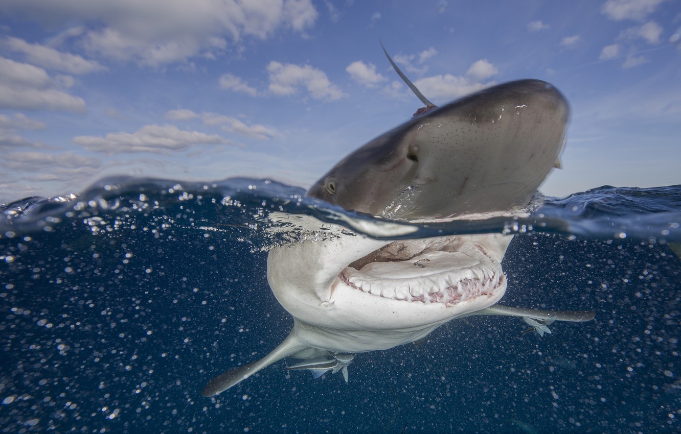 Wallpapers water, the ocean, shark, mouth image for desktop, section животные