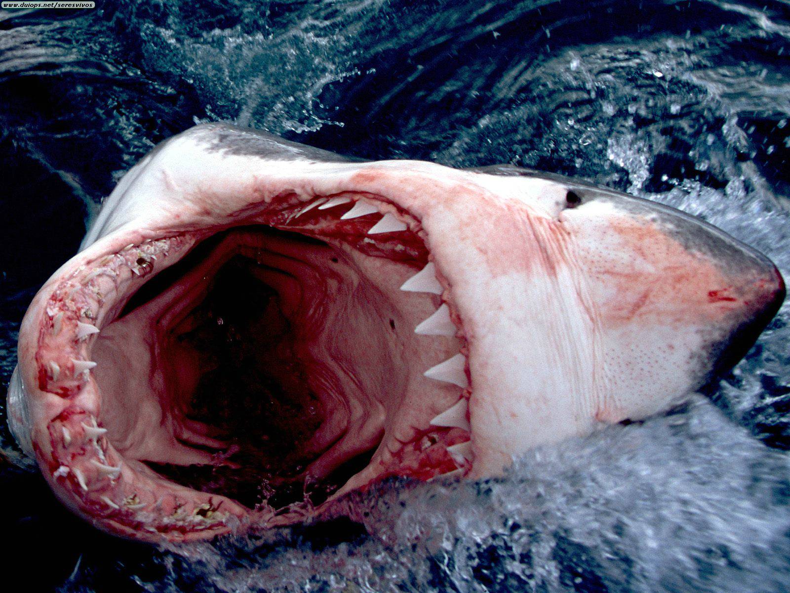 HD HQ wallpapers: Beautiful White Shark Mouth Hd Wallpapers/Image 2013