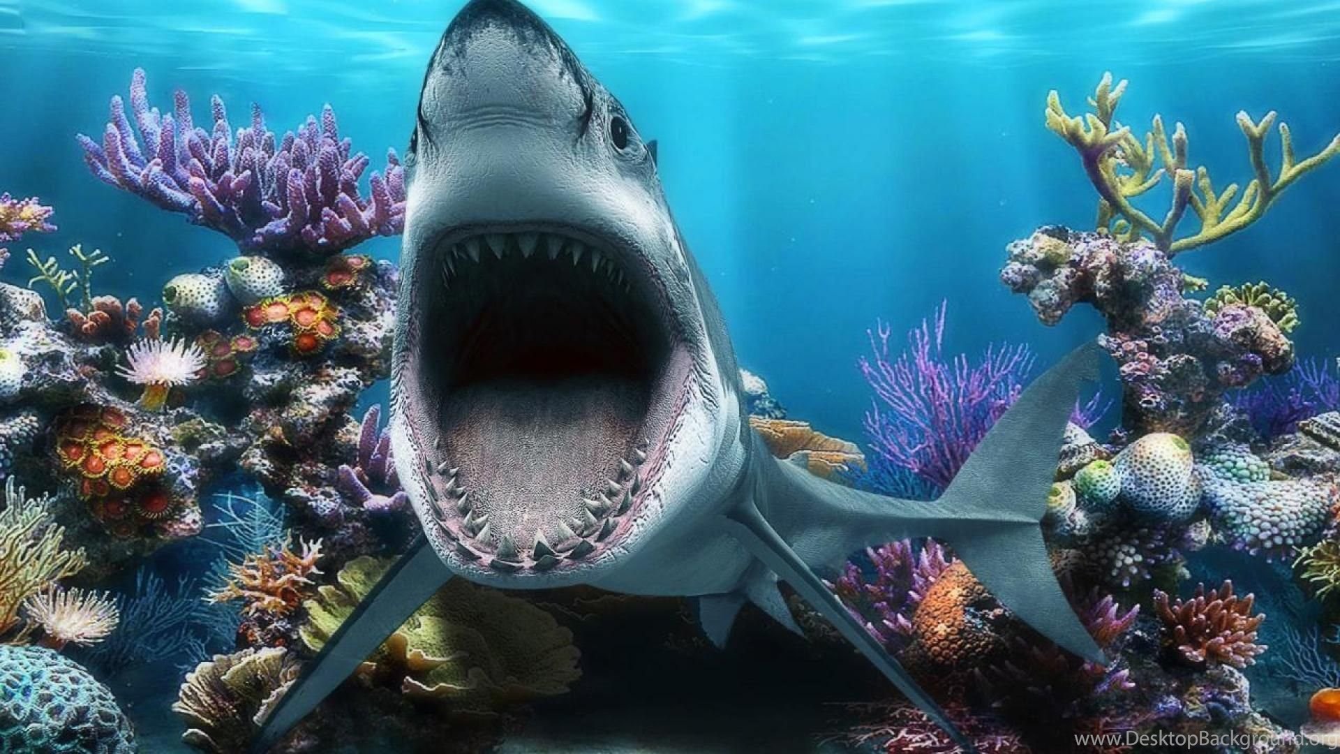 Sharks: Old Big Mouth Great White Shark Fishtank Dfun Coral Fish ... Desktop Backgrounds