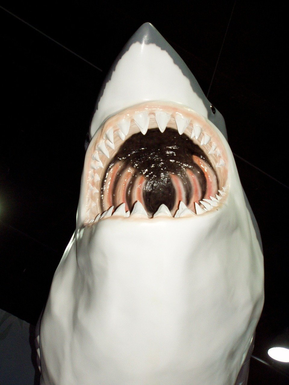 Shark Mouth Dangerous