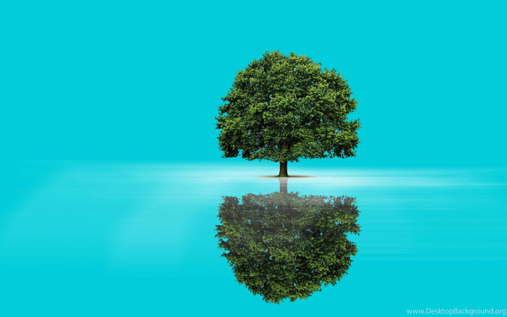 Green Tree & Aqua Lake Reflect Wallpaper Desktop Background