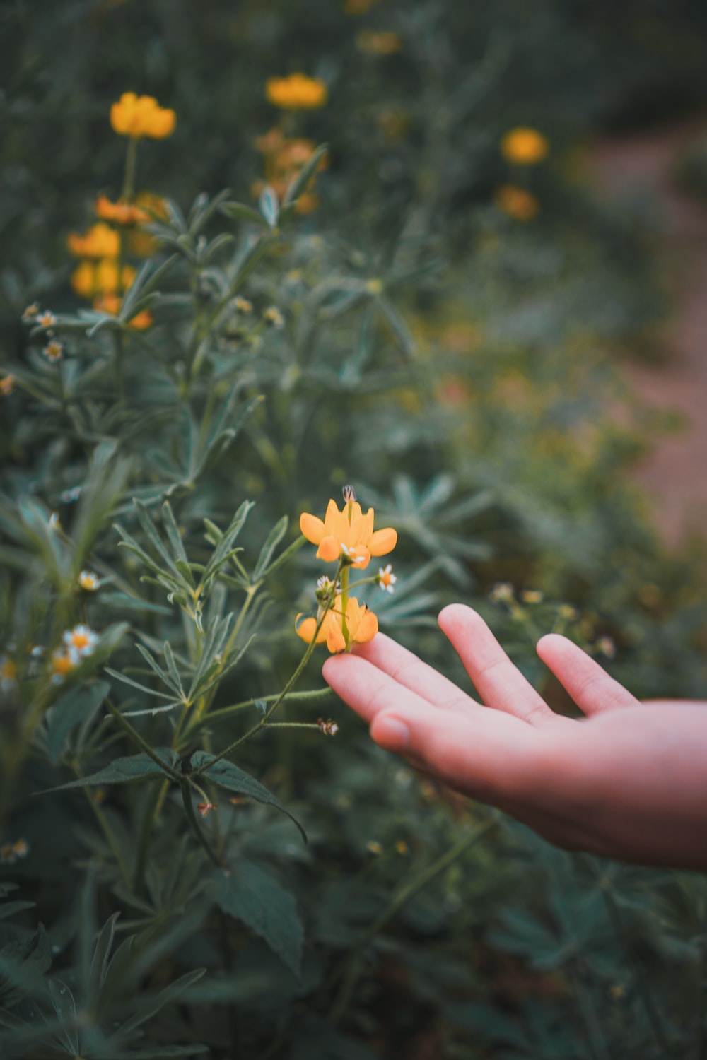 Flower In Hand Wallpapers - Wallpaper Cave