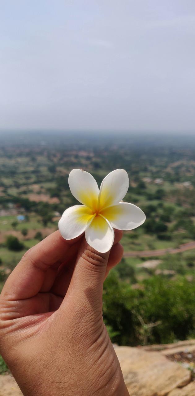 Flower In Hand Wallpapers - Wallpaper Cave