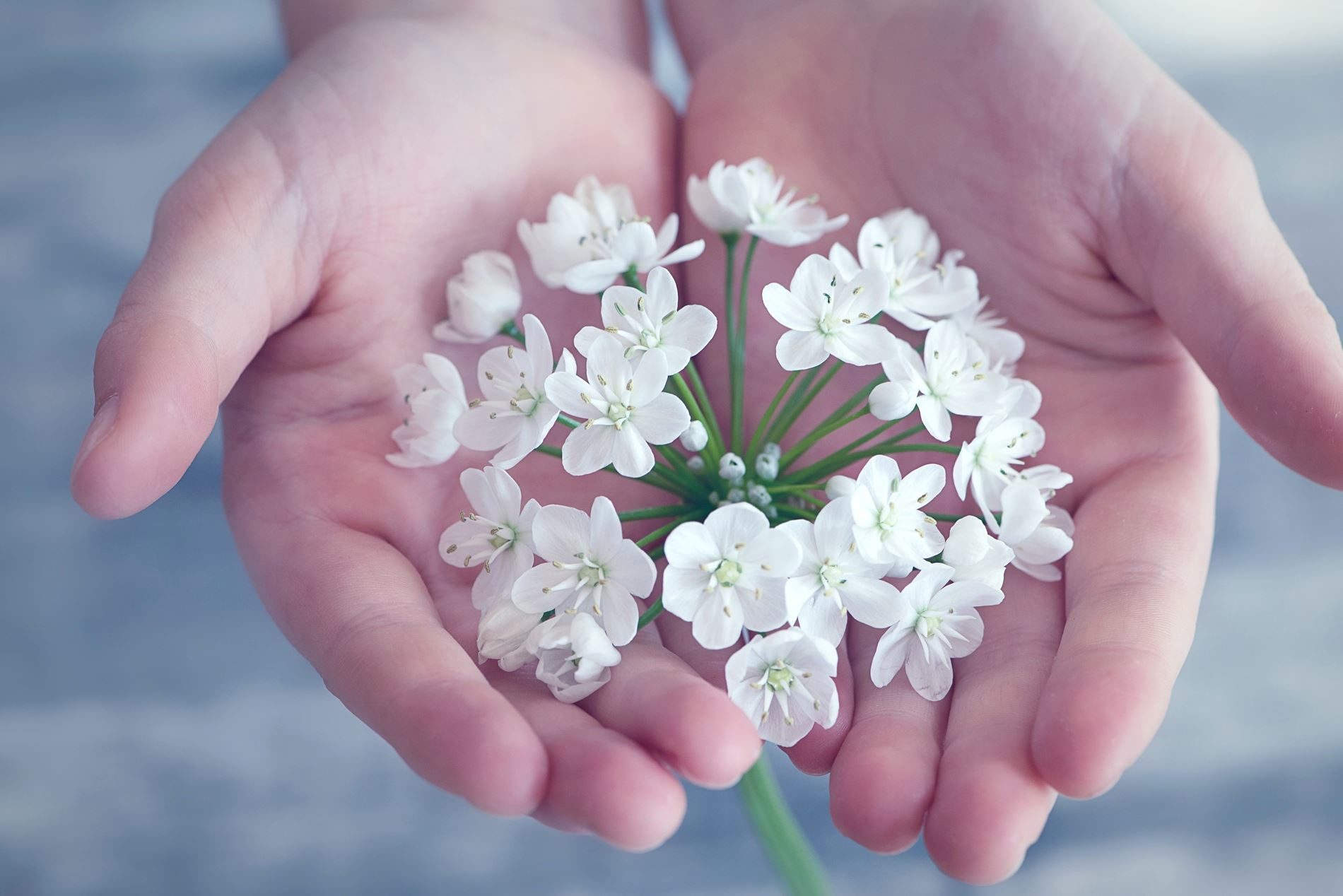 Flower In Hand Wallpapers - Wallpaper Cave