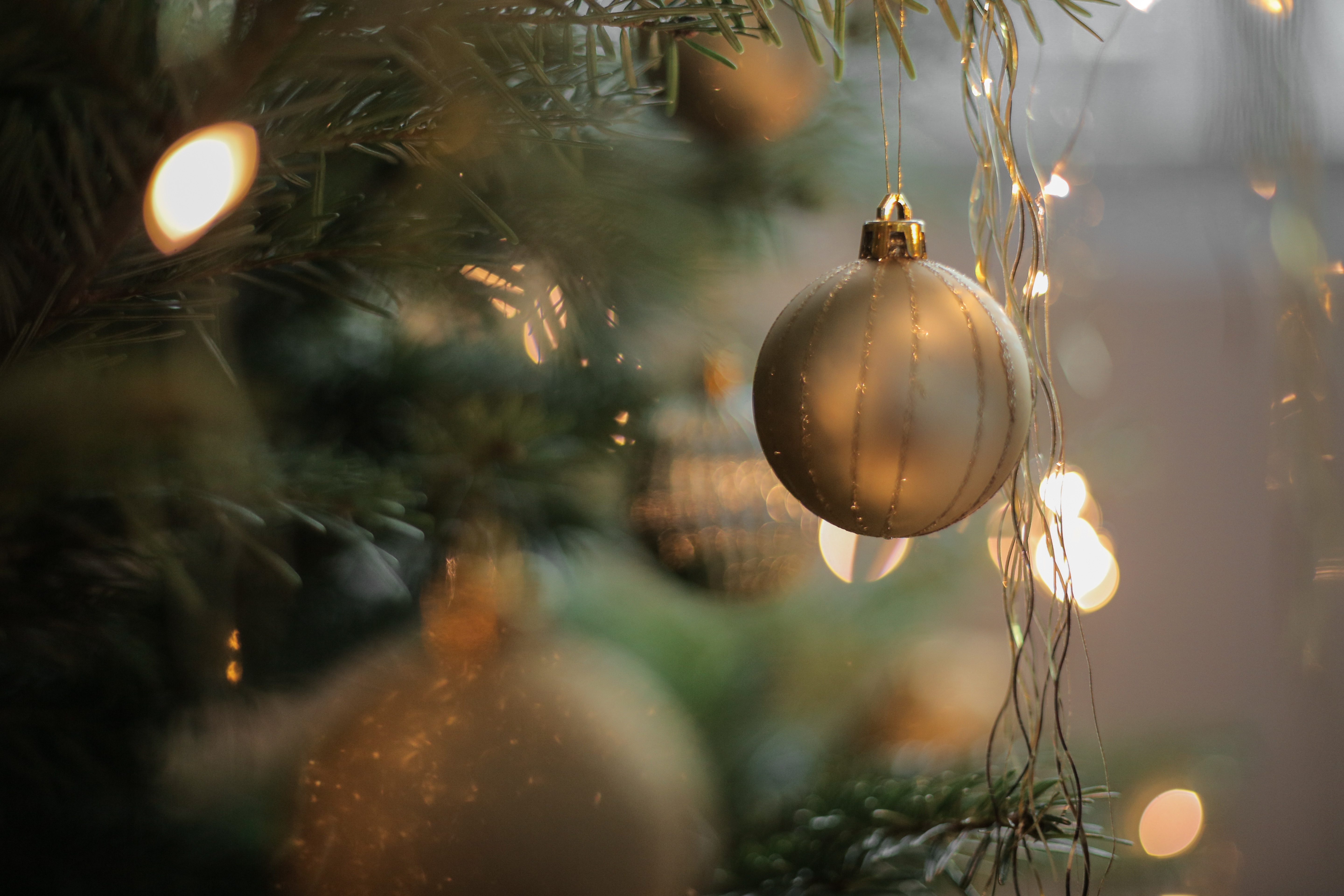 Free Image, branch, light, sunlight, flower, reflection, autumn, darkness, lighting, christmas tree, christmas decoration, macro photography, computer wallpaper 5760x3840