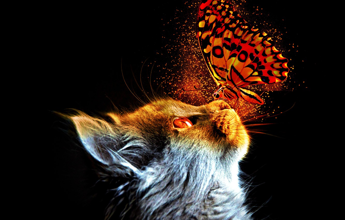 Cat Butterfly Wallpapers - Wallpaper Cave