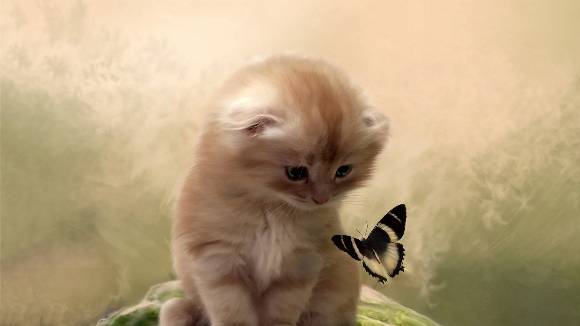 1920x1080 Pet, Cat, Kitten, Butterfly wallpaper PNG