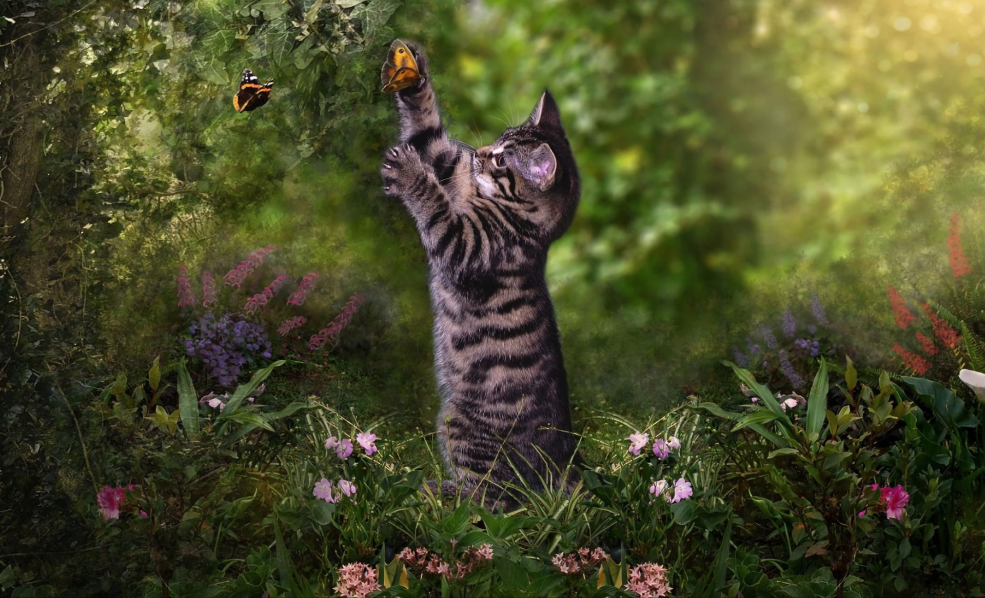 Kitten and Butterfly HD Wallpaper