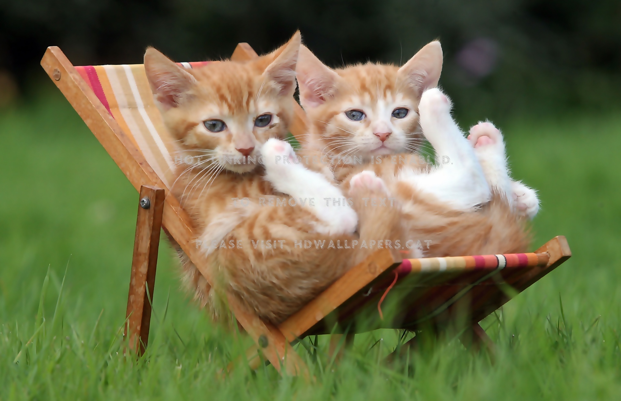 two small cats grass deckchairs animals