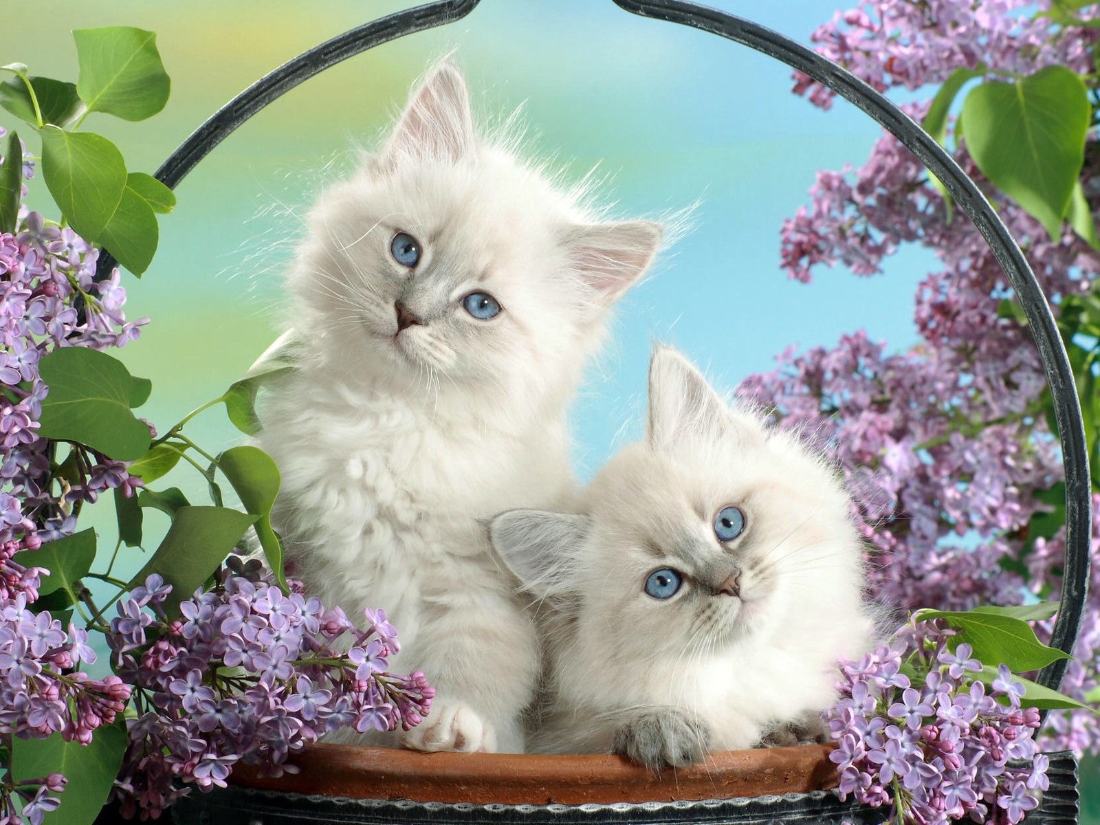 Basket Of Small White Fun Cat Wallpaper