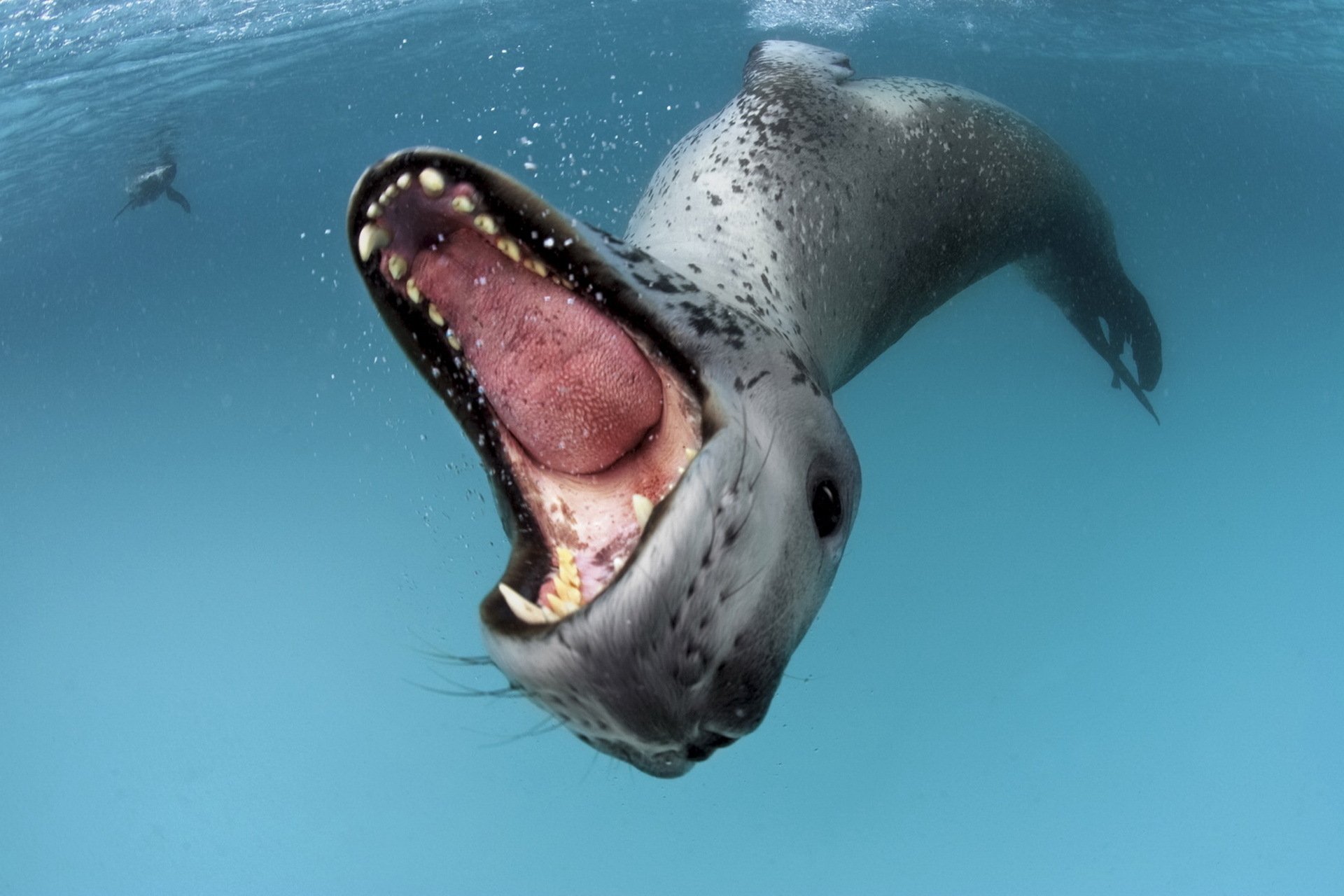 Leopard Seal HD Wallpaper and Background Image