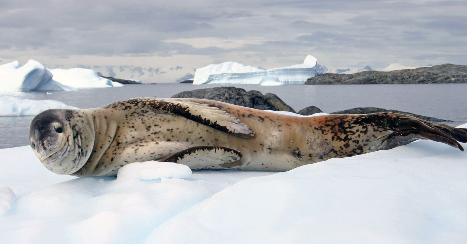 Leopard Seals leptonyx and picture
