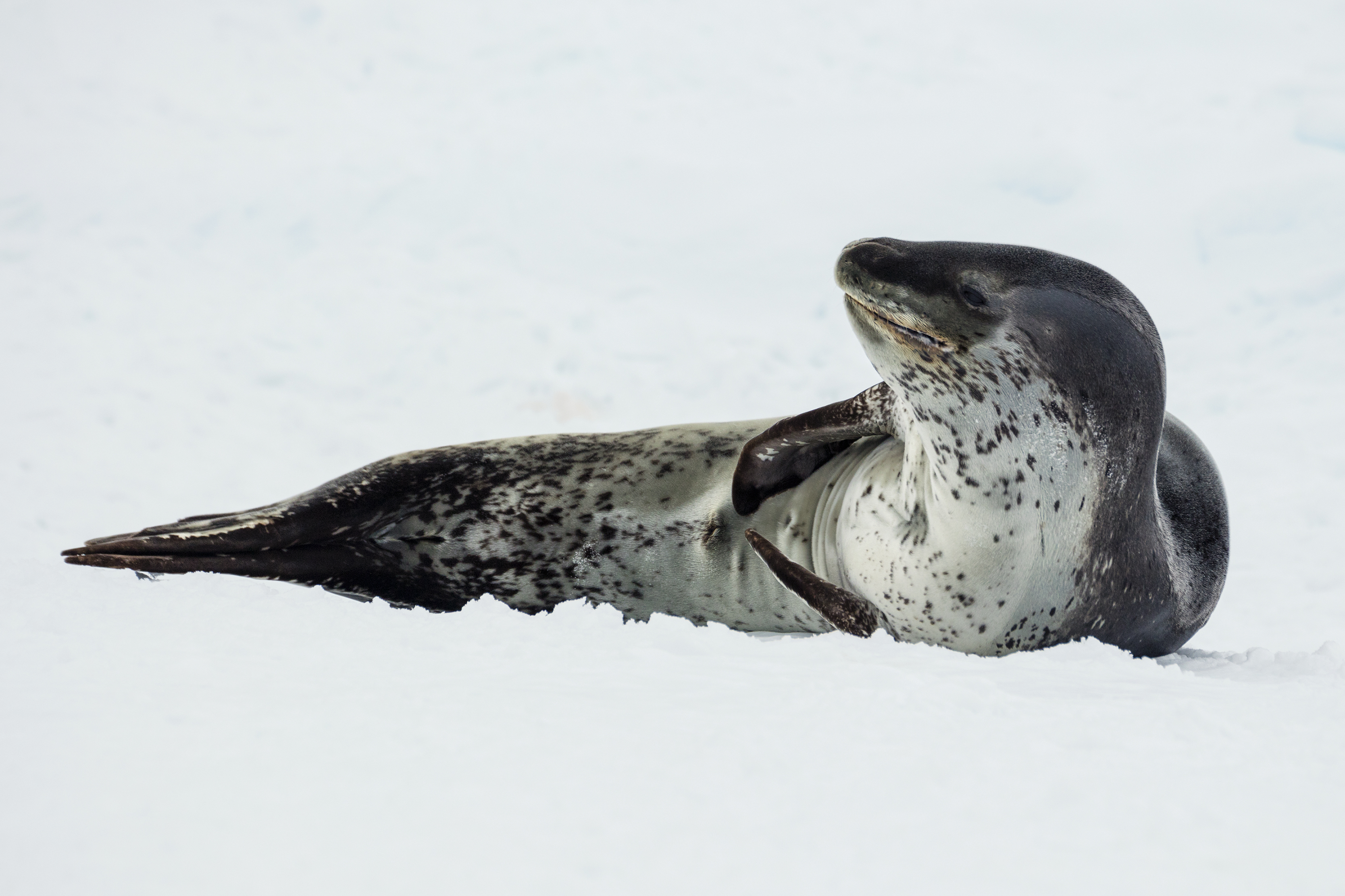 Leopard Seal Wallpapers - Wallpaper Cave