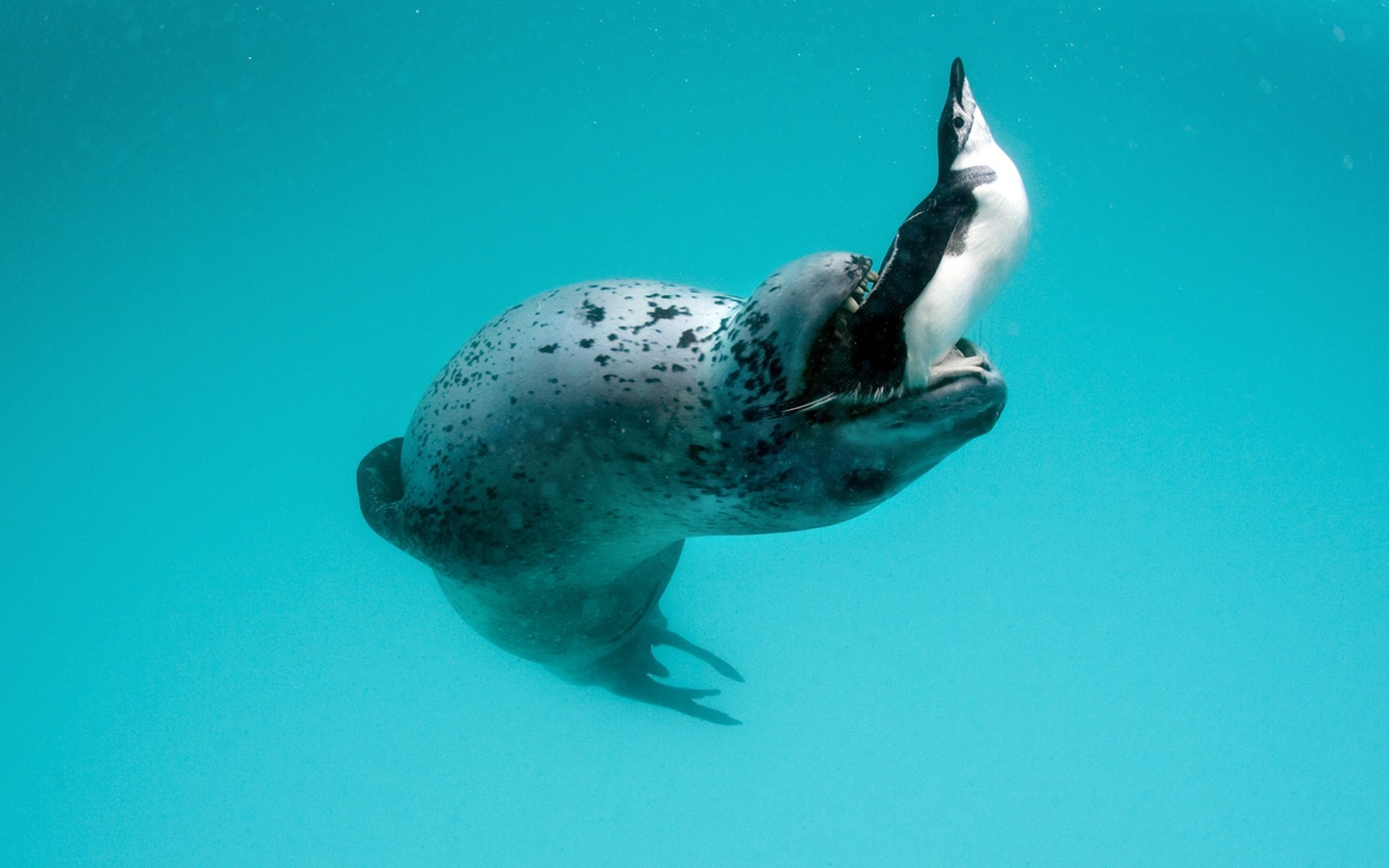 Leopard seal, Penguin, Food, Hunting, Mining, Water wallpaper